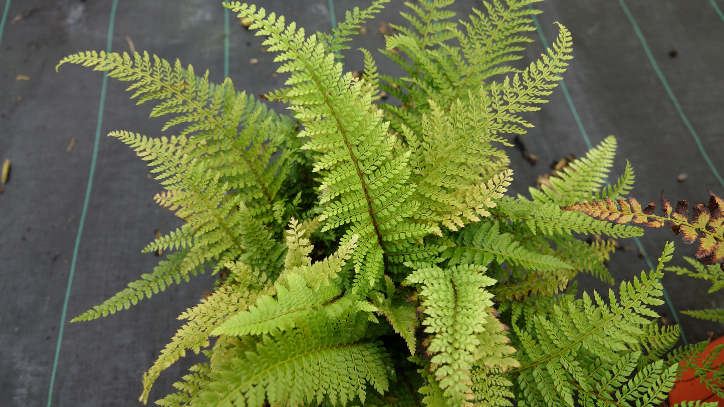 Polystichum set. 'Herrenhausen'