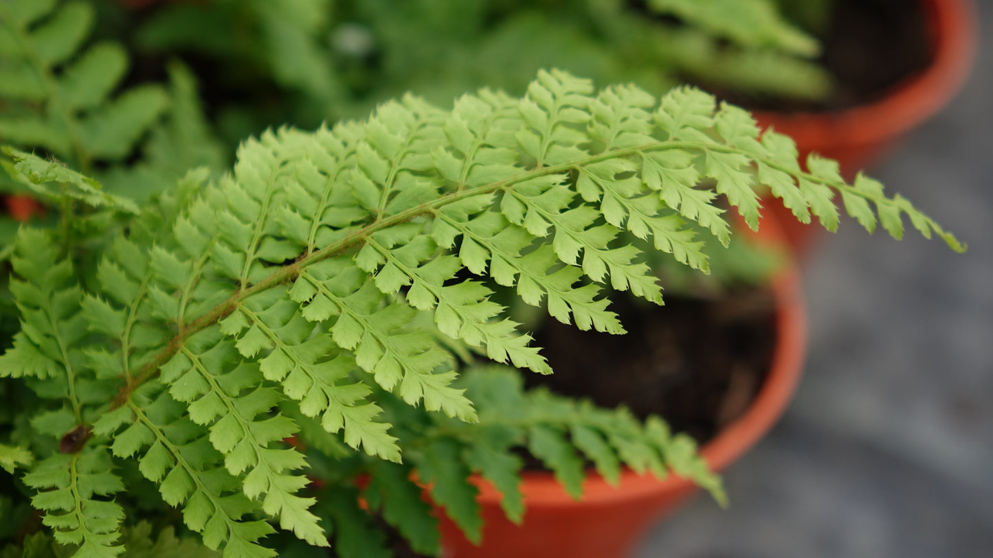 Polystichum setiferum