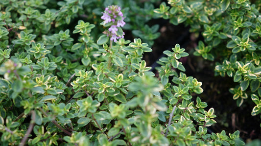 Thymus x c. ‘Golden King’