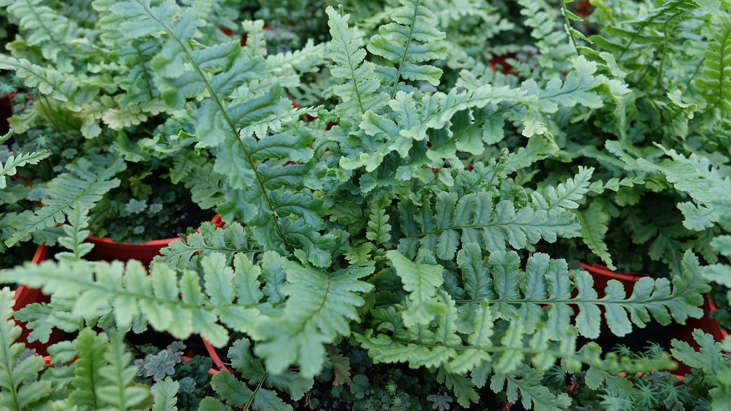 Dryopteris f.m 'Crispa Cristata'