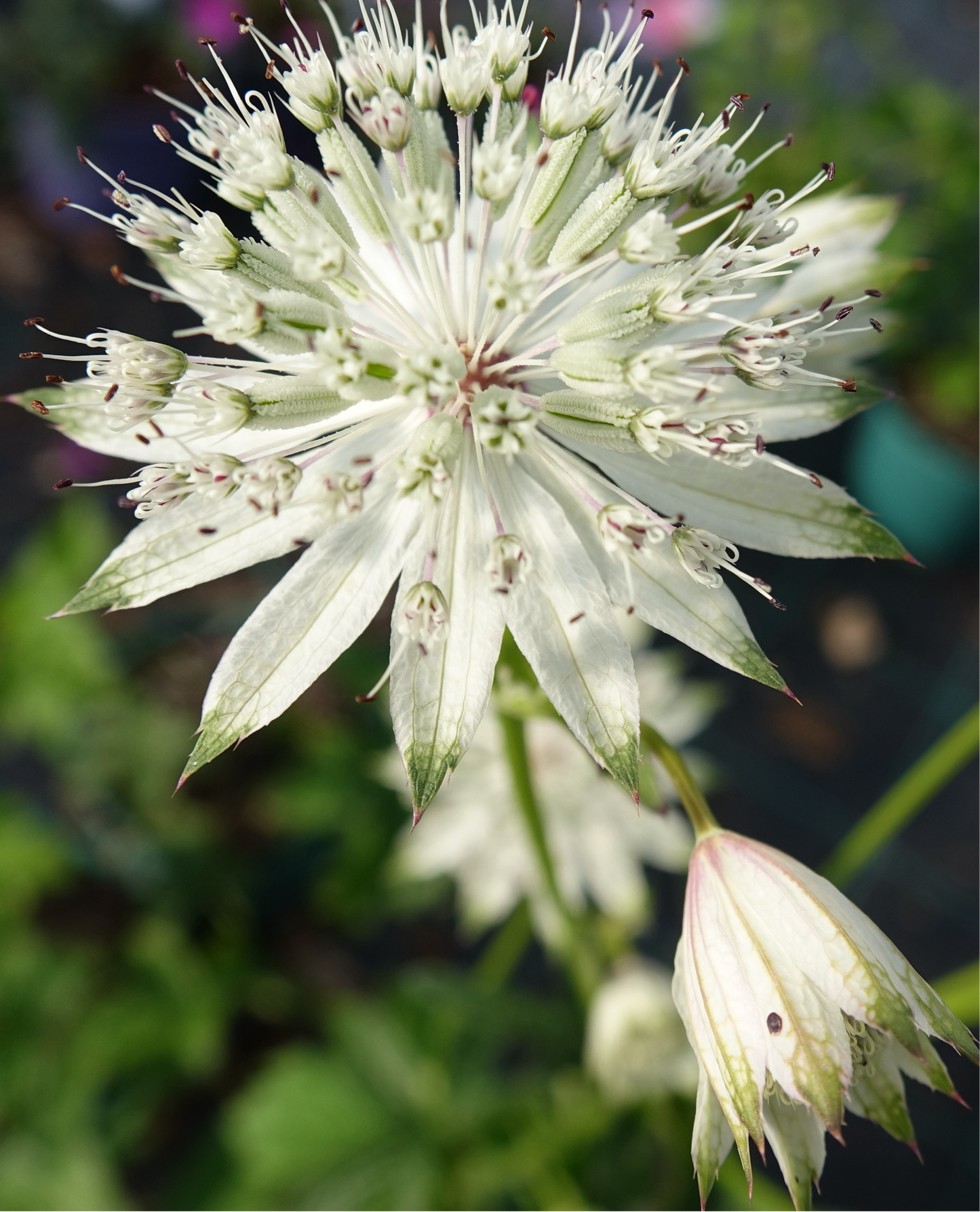 Astrantia major ‘Shaggy’