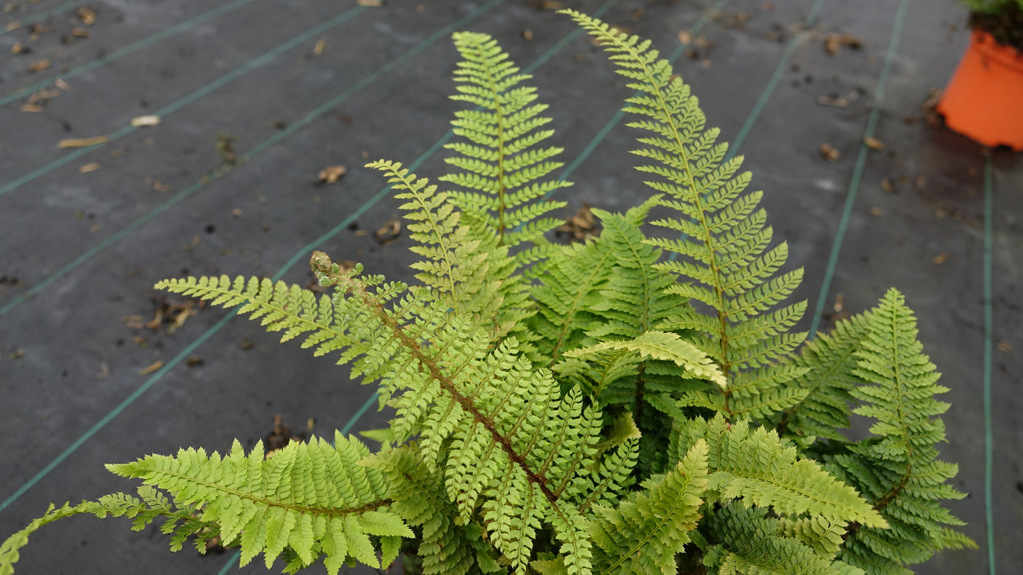 Polystichum set. 'Herrenhausen'