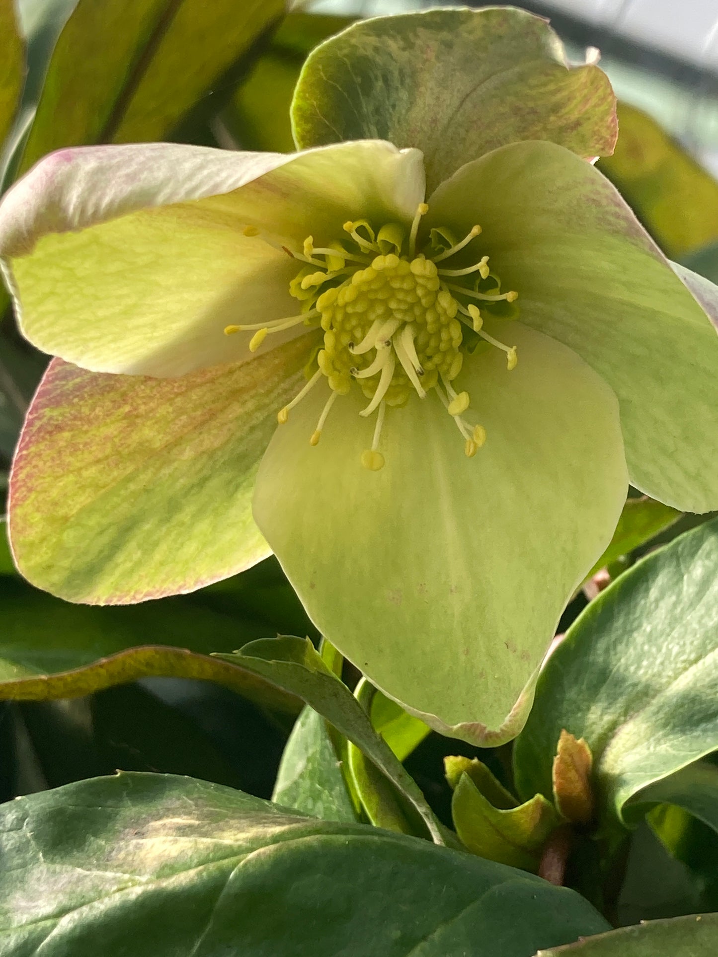 Helleborus ViV 'Valeria'