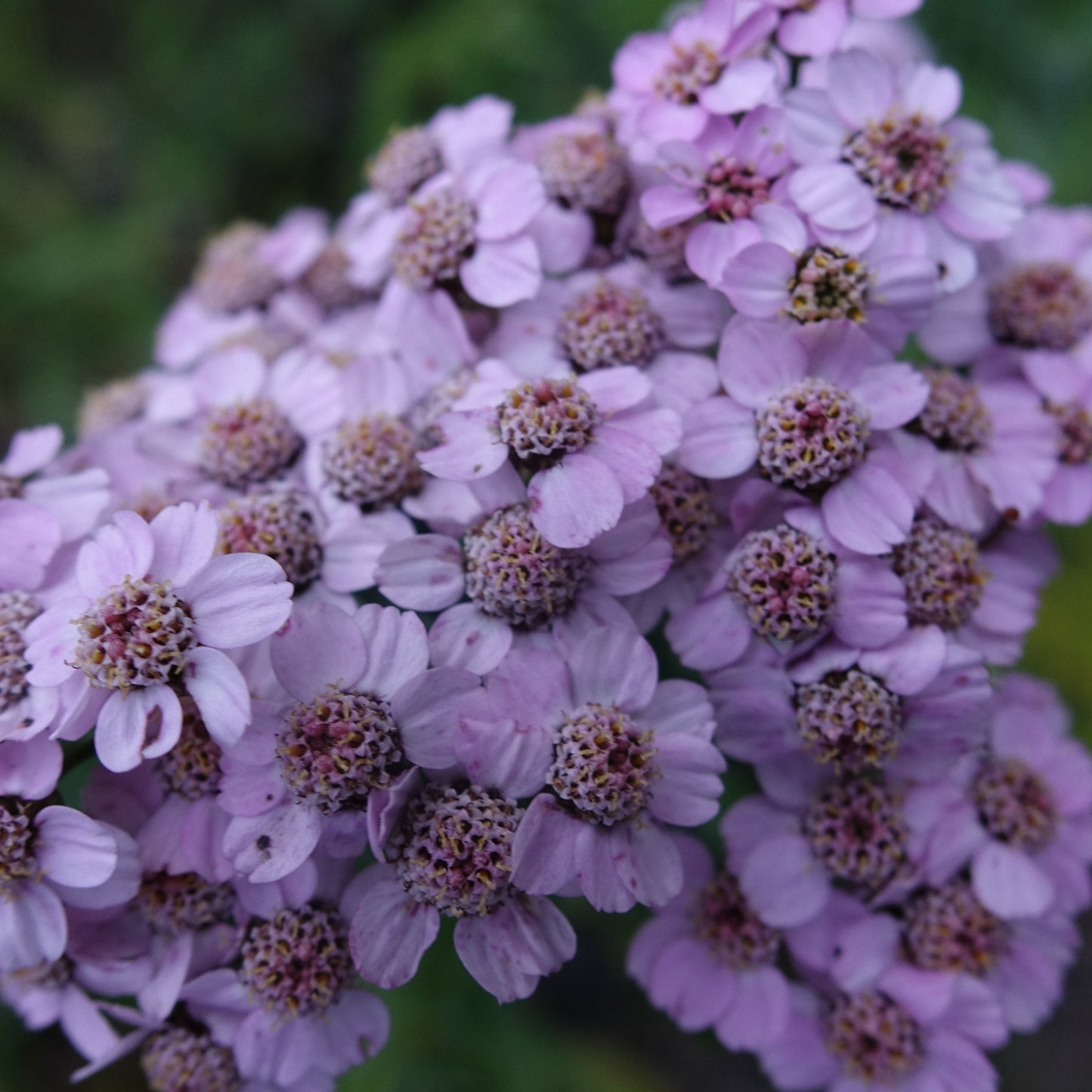 Achillea ‘Love Parade’