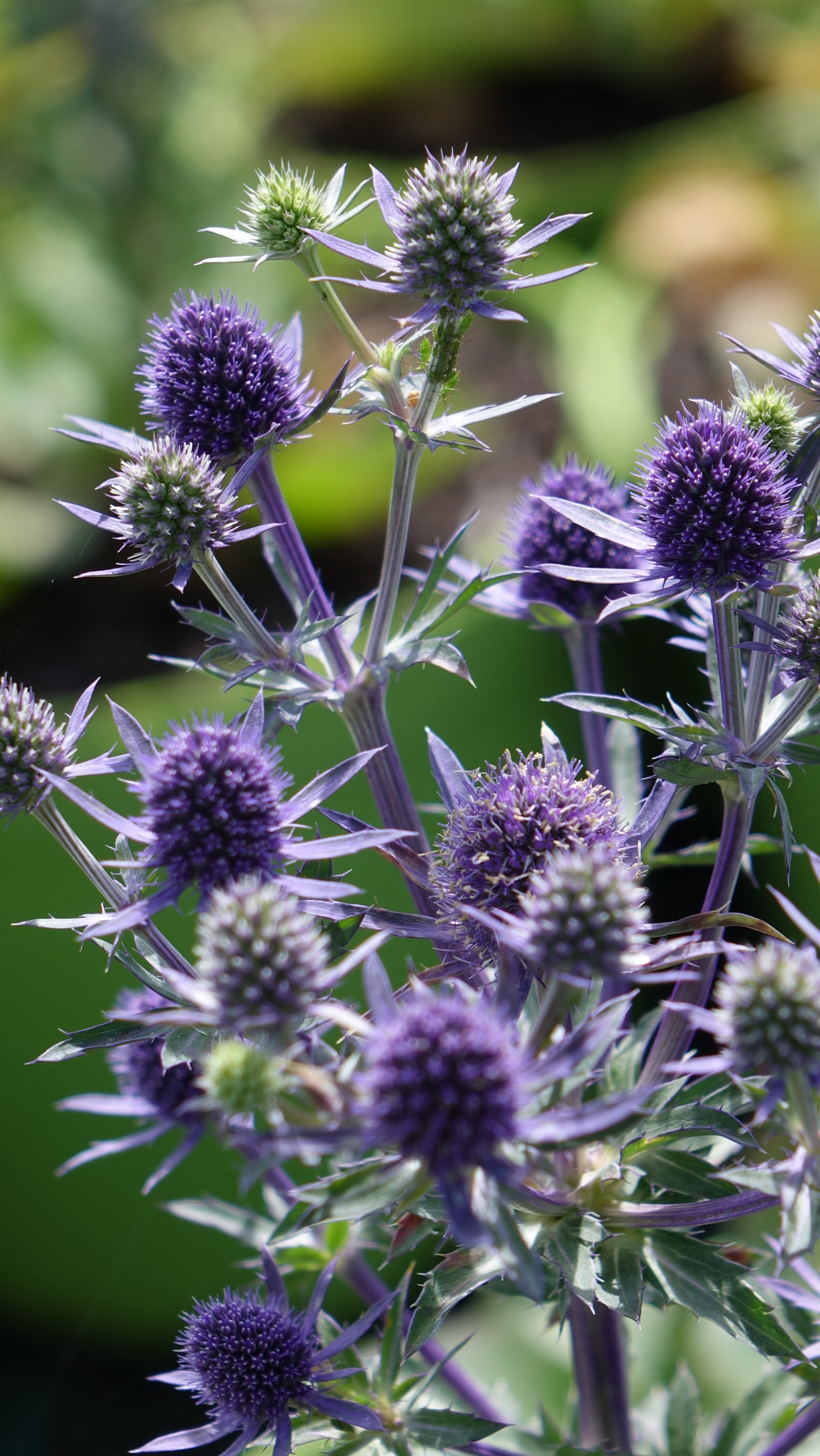 Eryngium planum 'Blue Hobbit' 2 Litre Pot