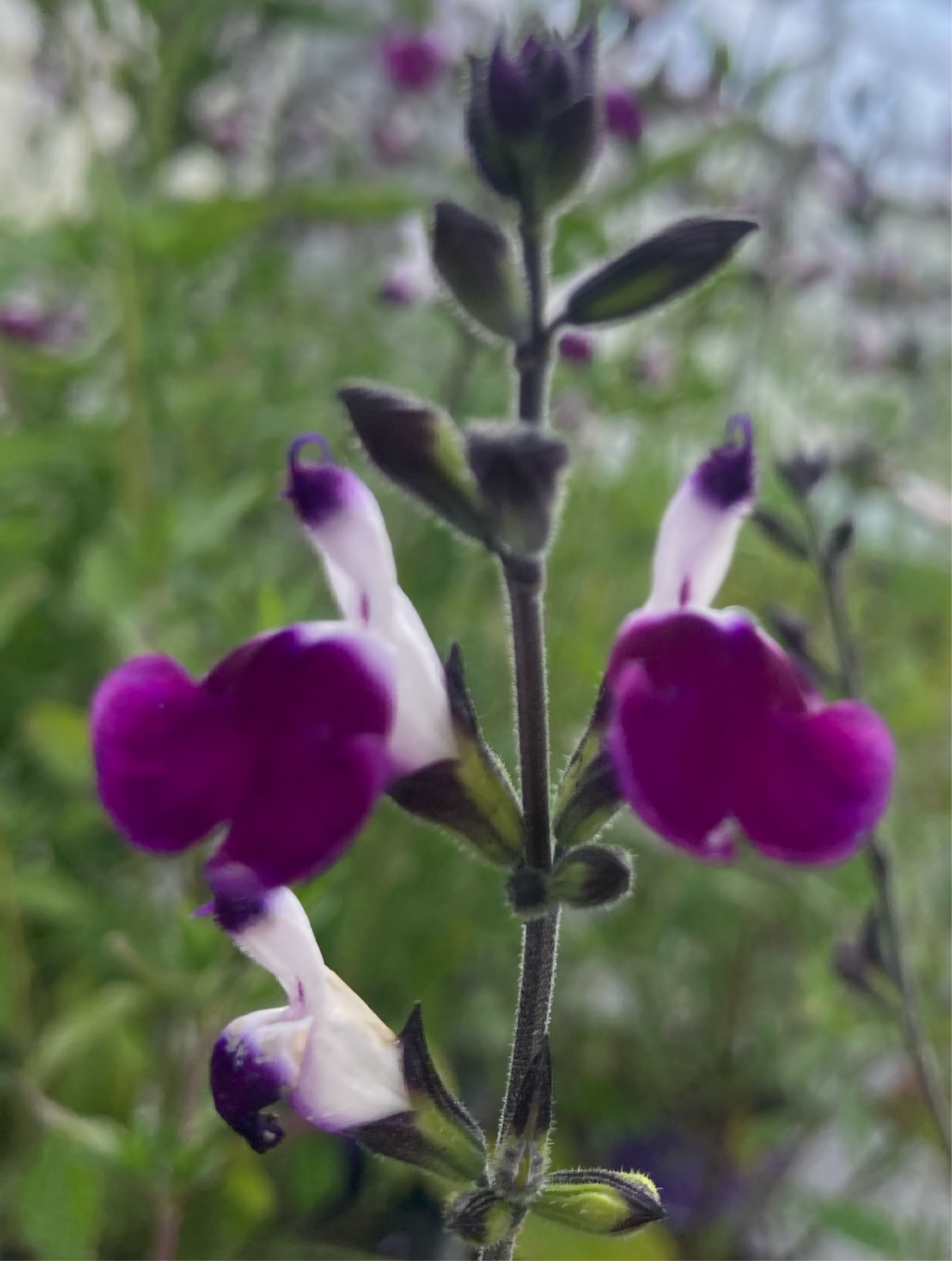 Salvia ‘Amethyst Lips’