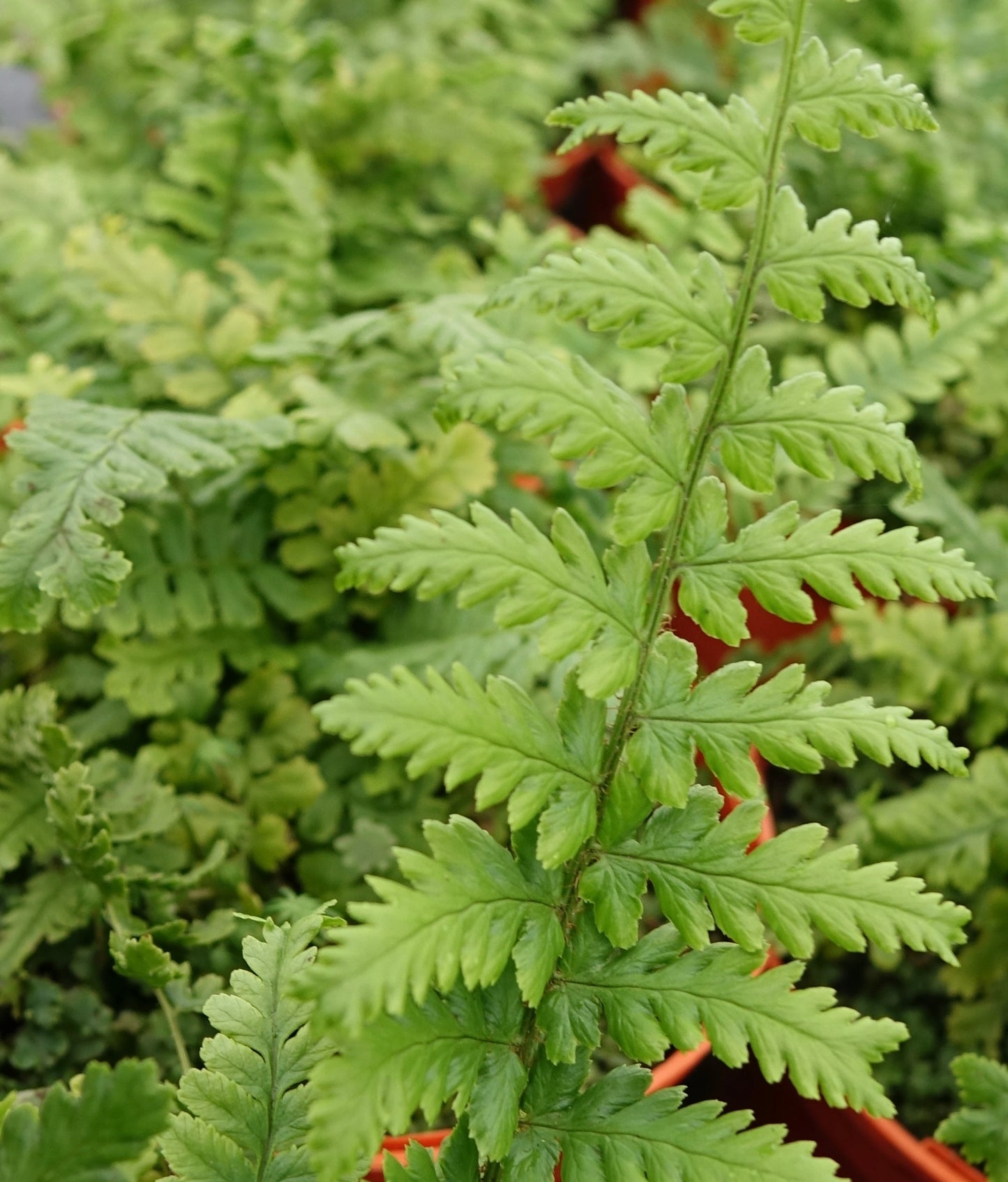 Dryopteris f.m 'Crispa Cristata'