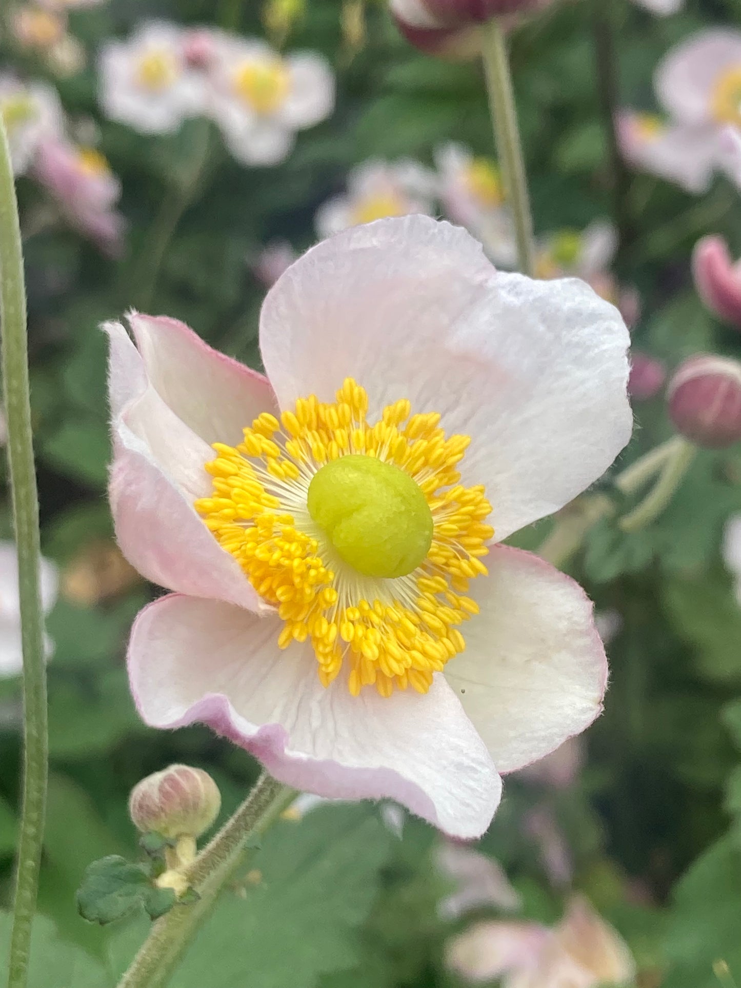 Anemone h. ‘September Charm’