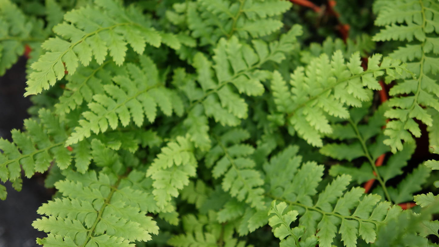 Polystichum setiferum