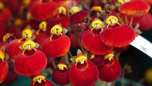 Calceolaria ‘Sunset Red’