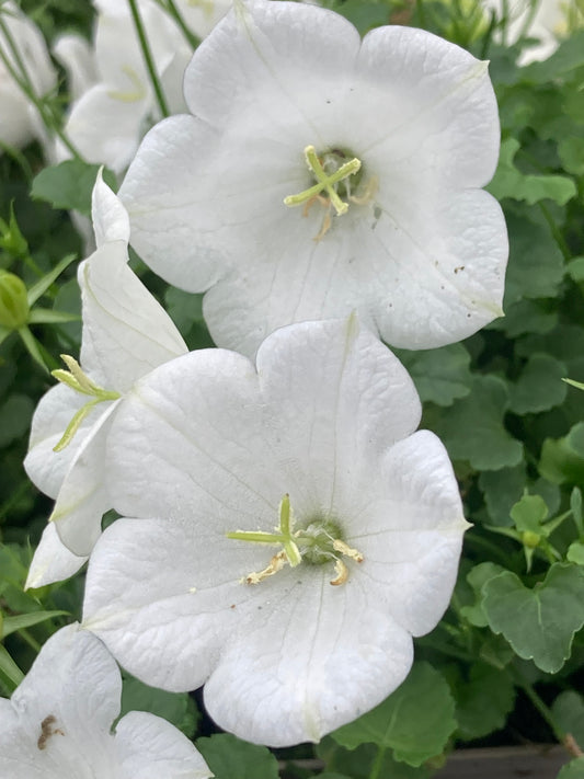 Campanula carp. 'Weisse Clips'