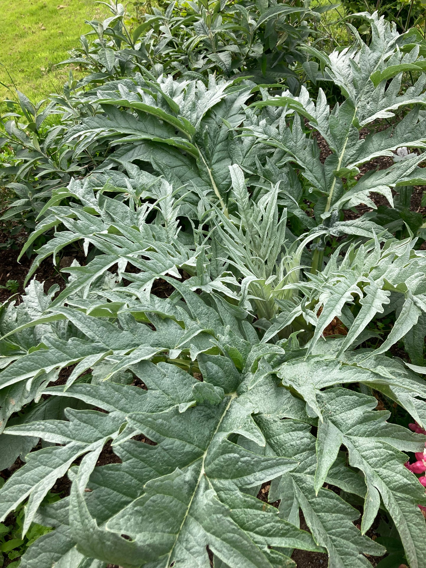 Cynara cardunculus