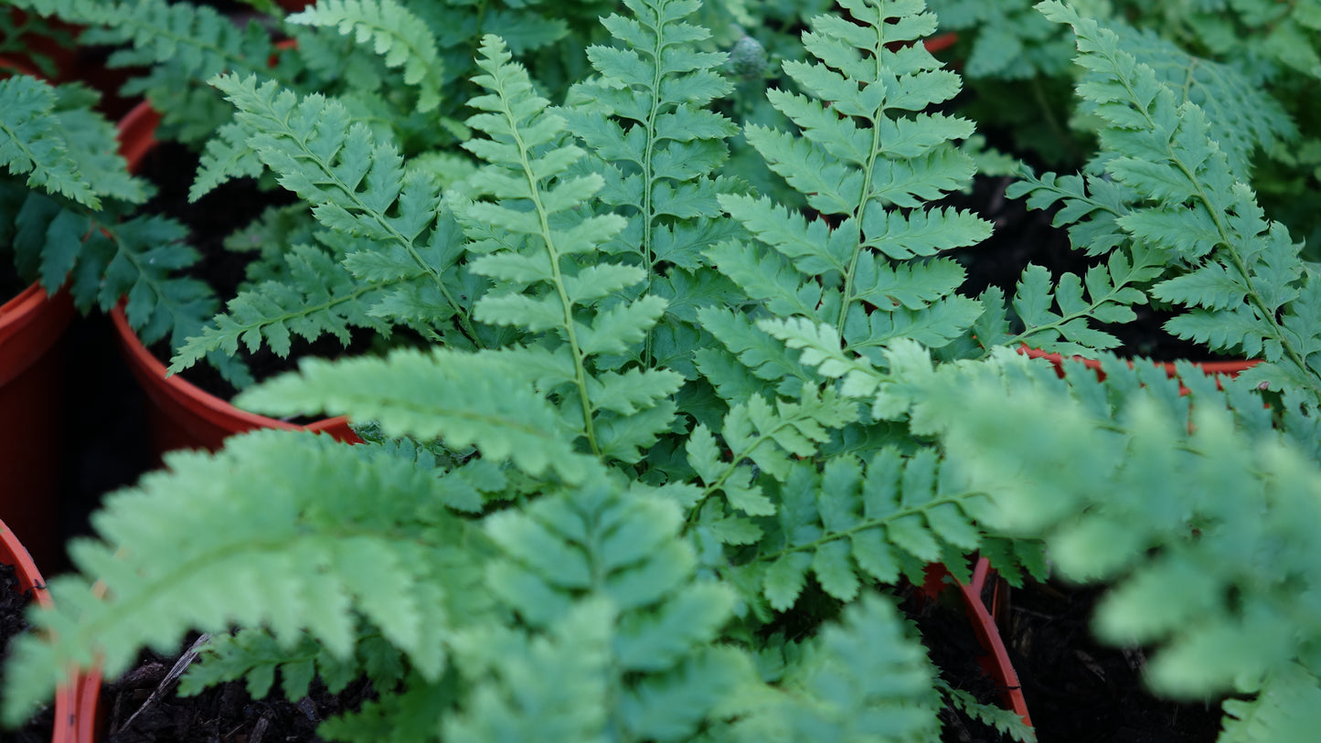 Polystichum setiferum