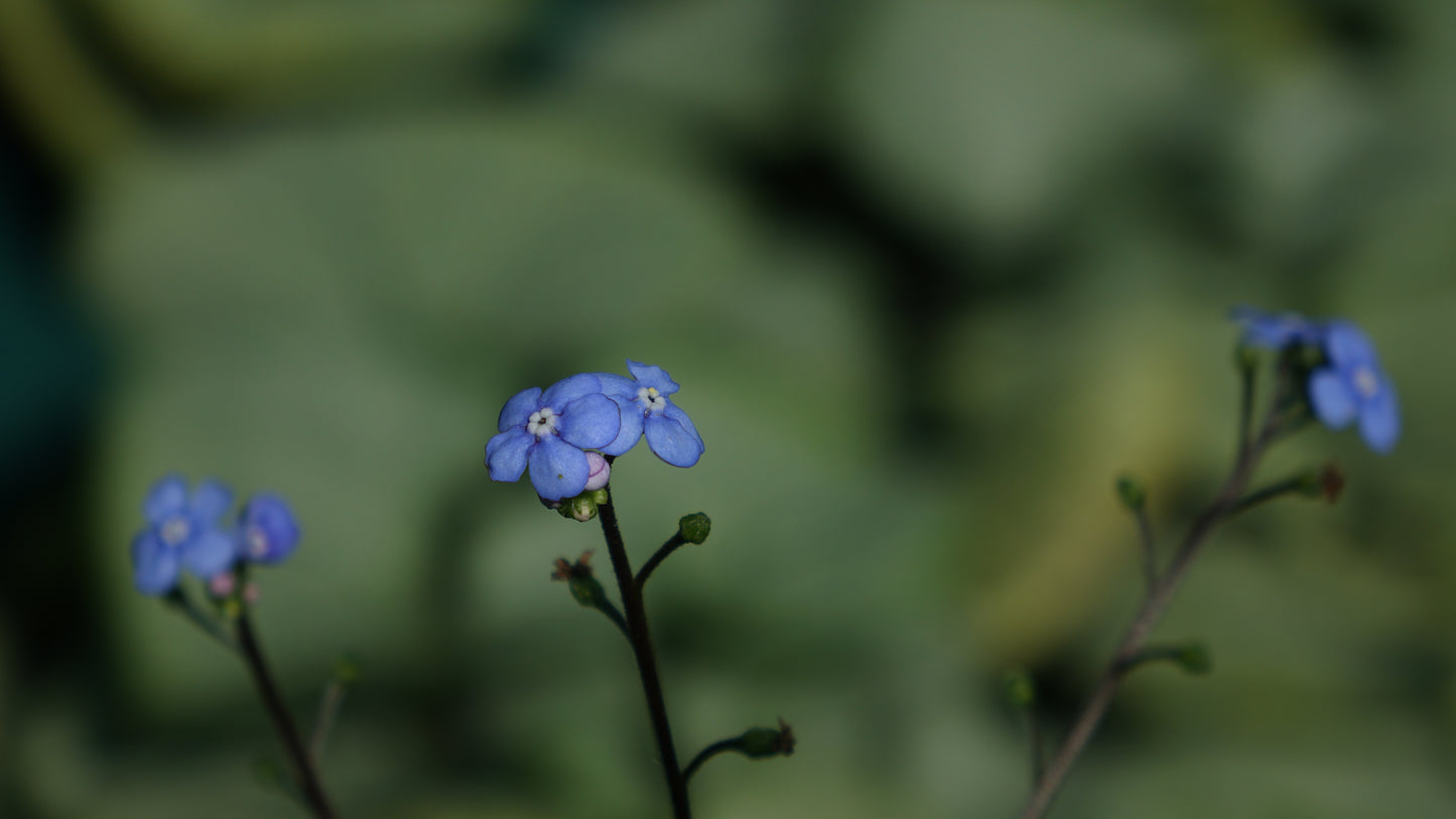 Brunnera 'Looking Glass'