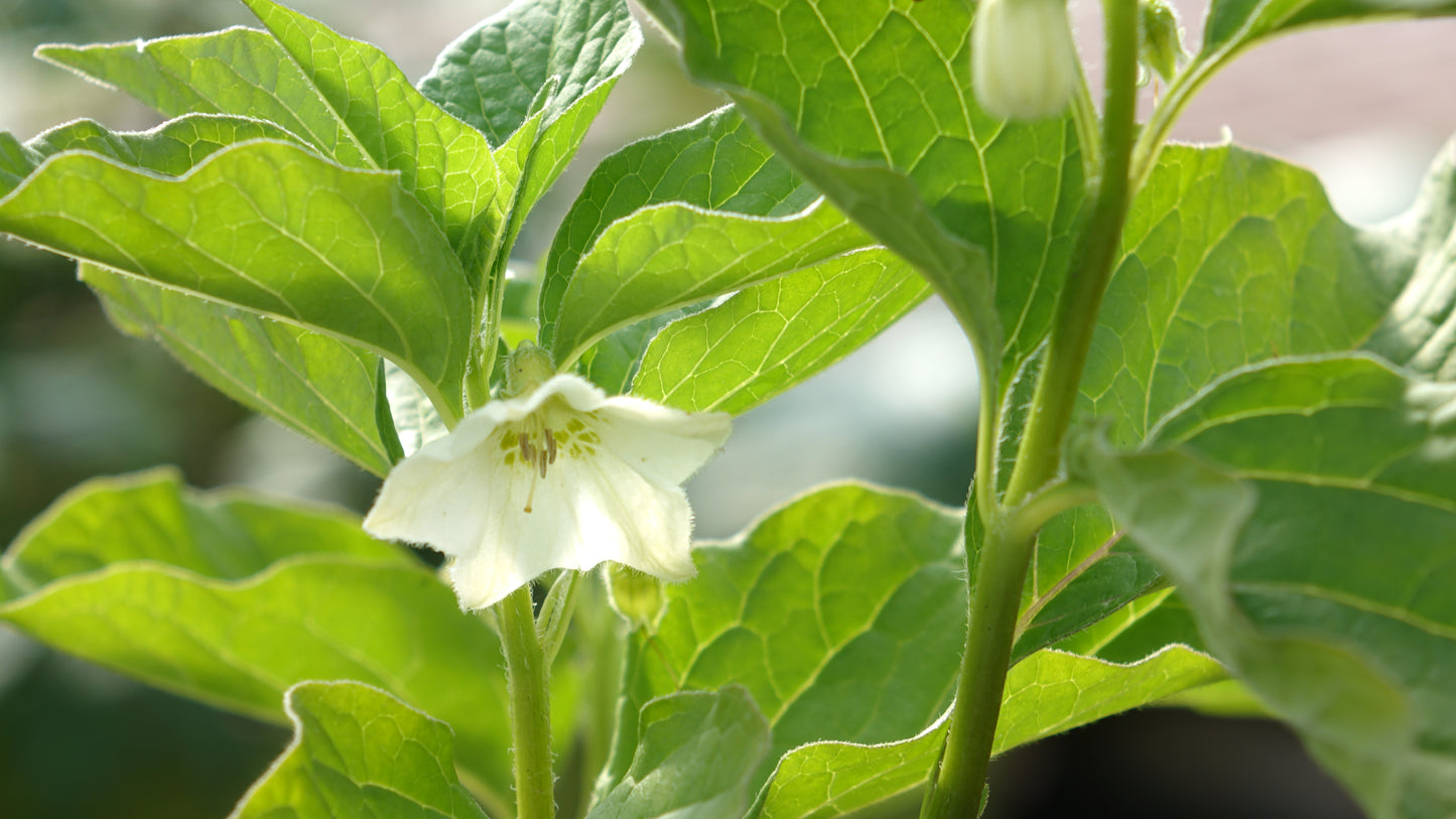 Physalis alk. var. franchetii