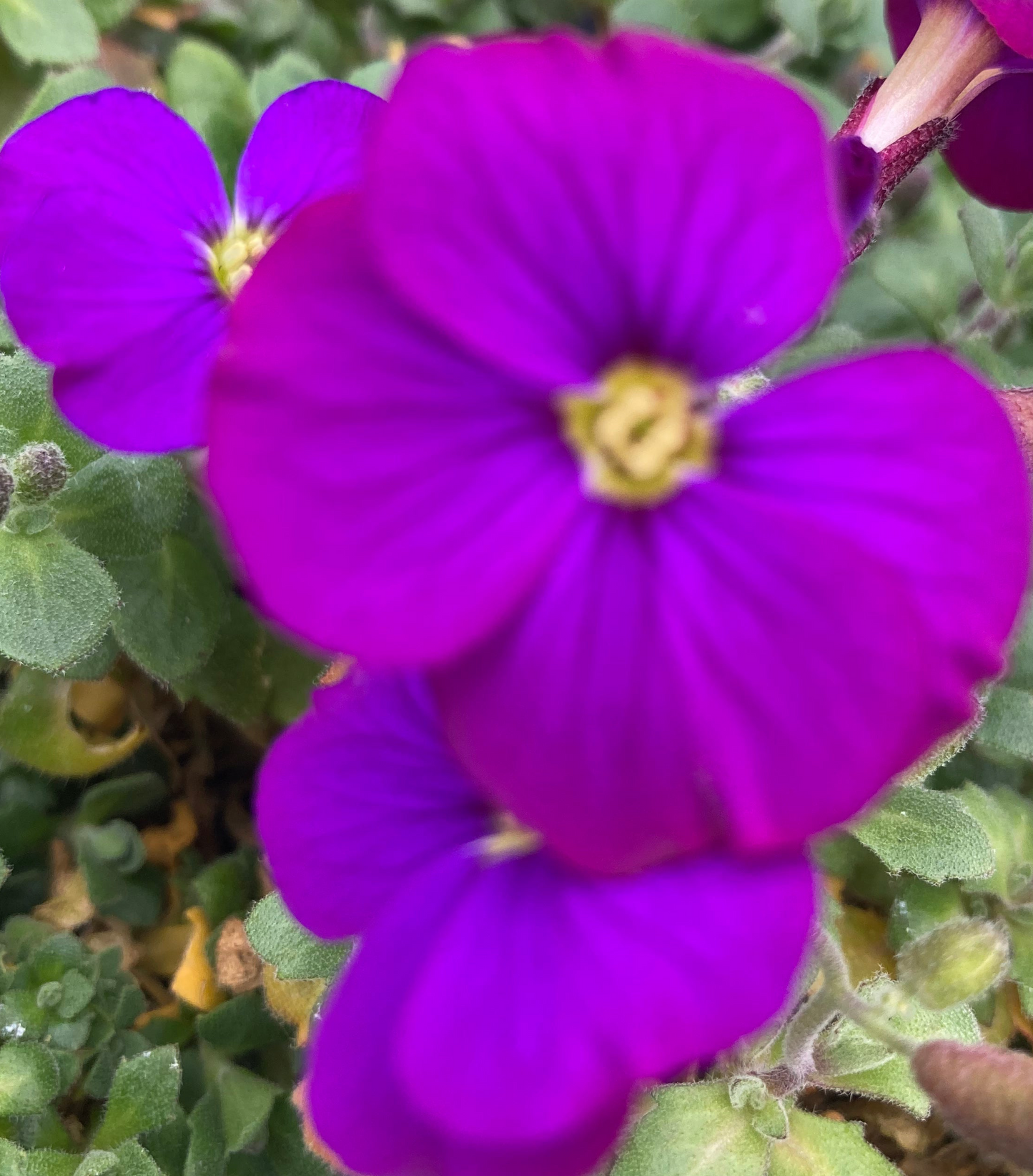 Aubrieta ‘Audrey Blue’