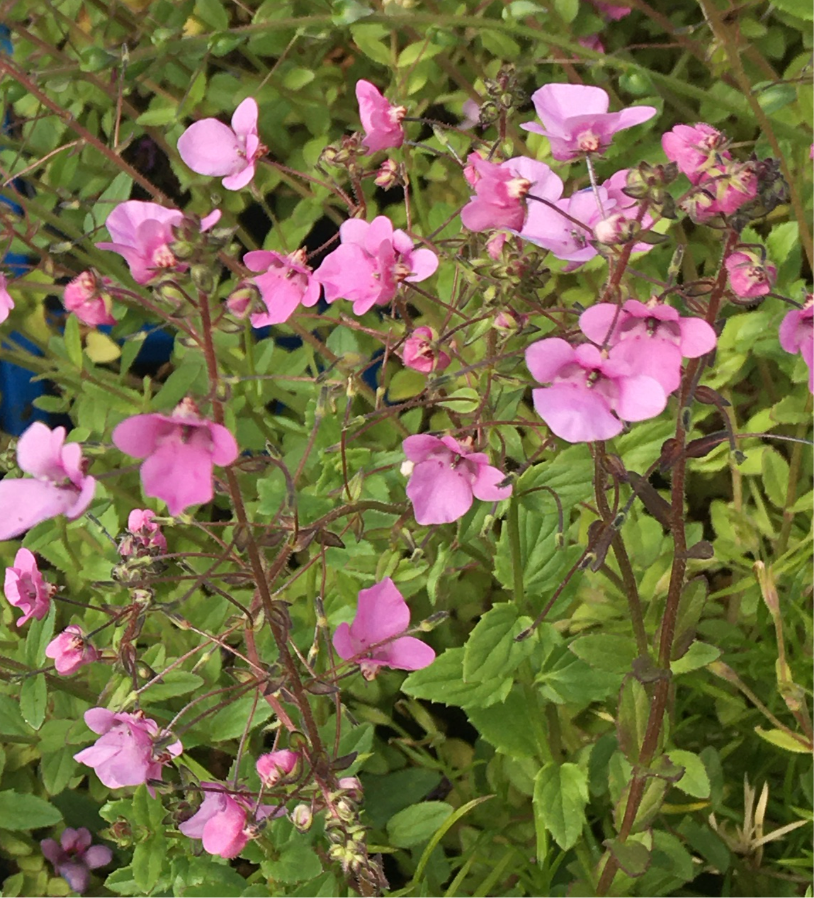 Diascia ‘Lilac Belle’