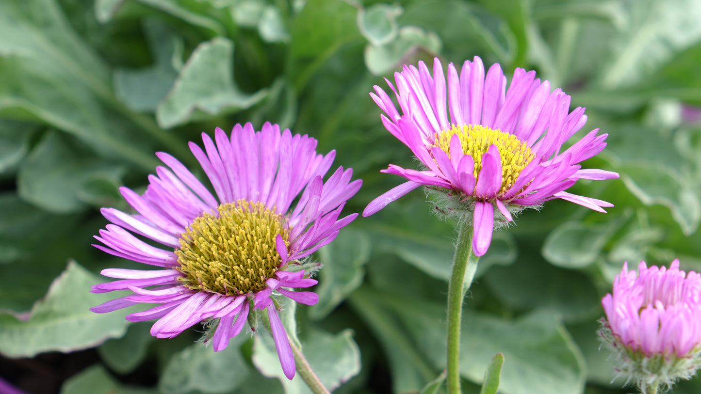 Erigeron 'Sea Breeze' ®