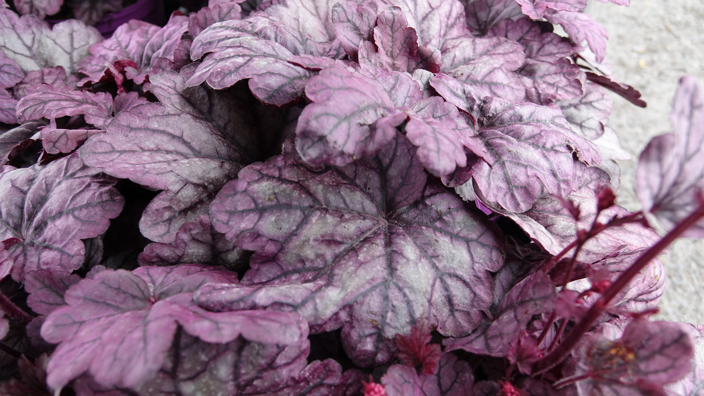 Heuchera ‘Sugar Plum’