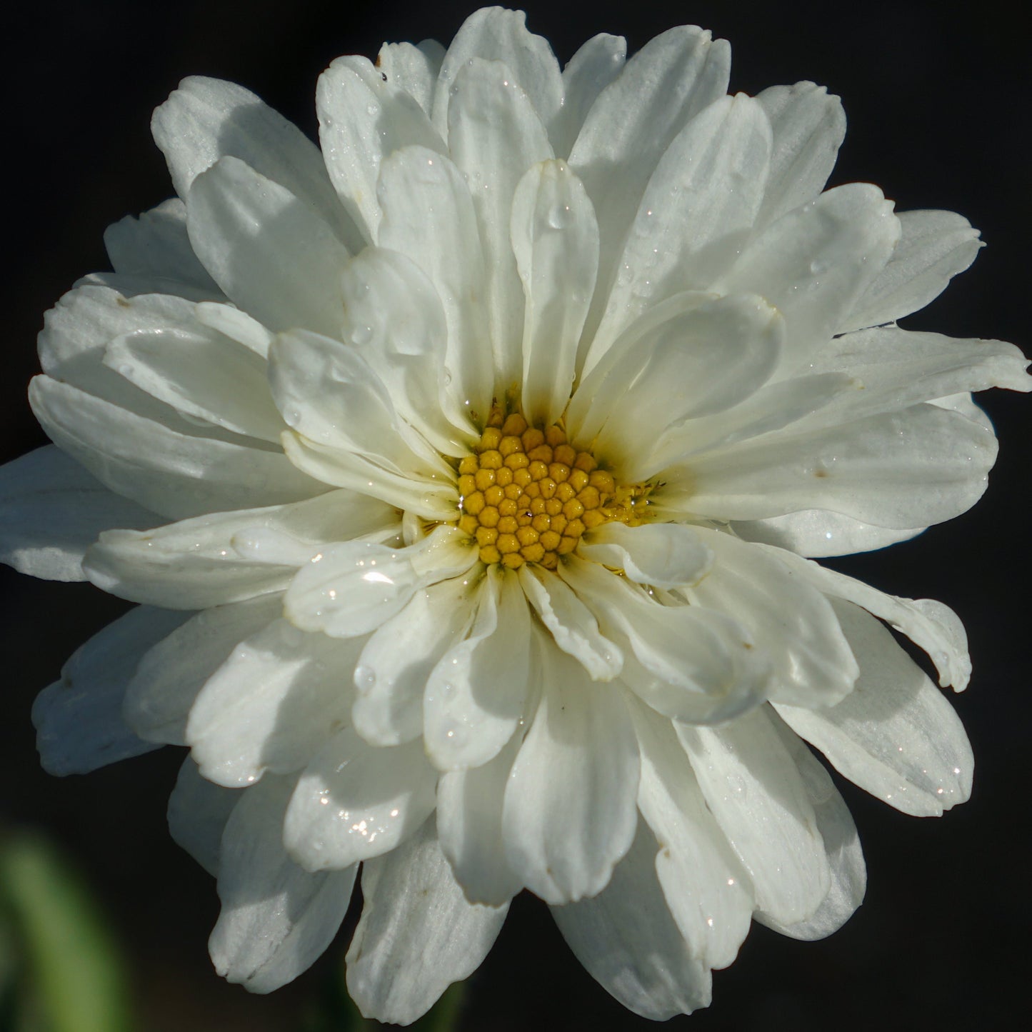 Leucanthemum 'Victorian Secret'