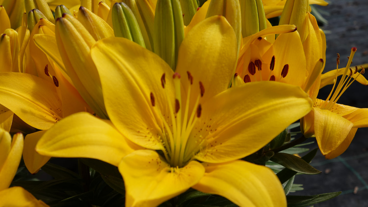 Lilium
'Yellow Pixie'