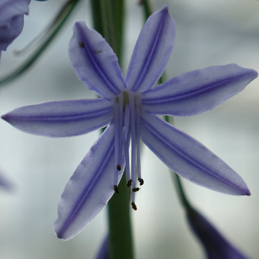 Agapanthus or. 'Blue Umbrella'