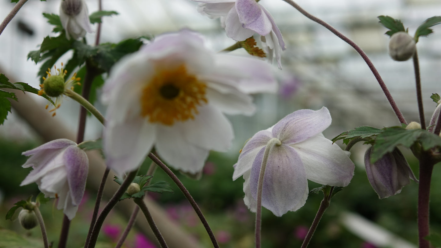 Anemone 'Ruffled Swan'