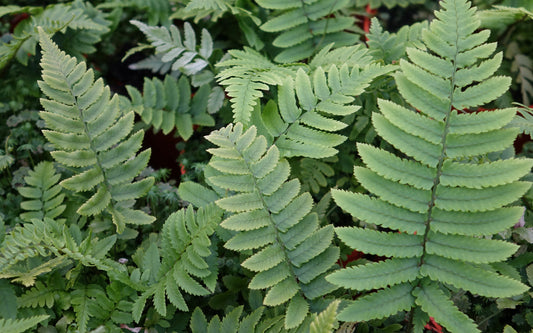 Dryopteris atrata