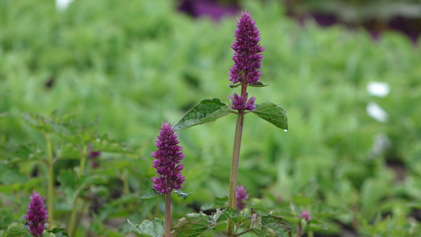 Agastache ‘Blue Boa’