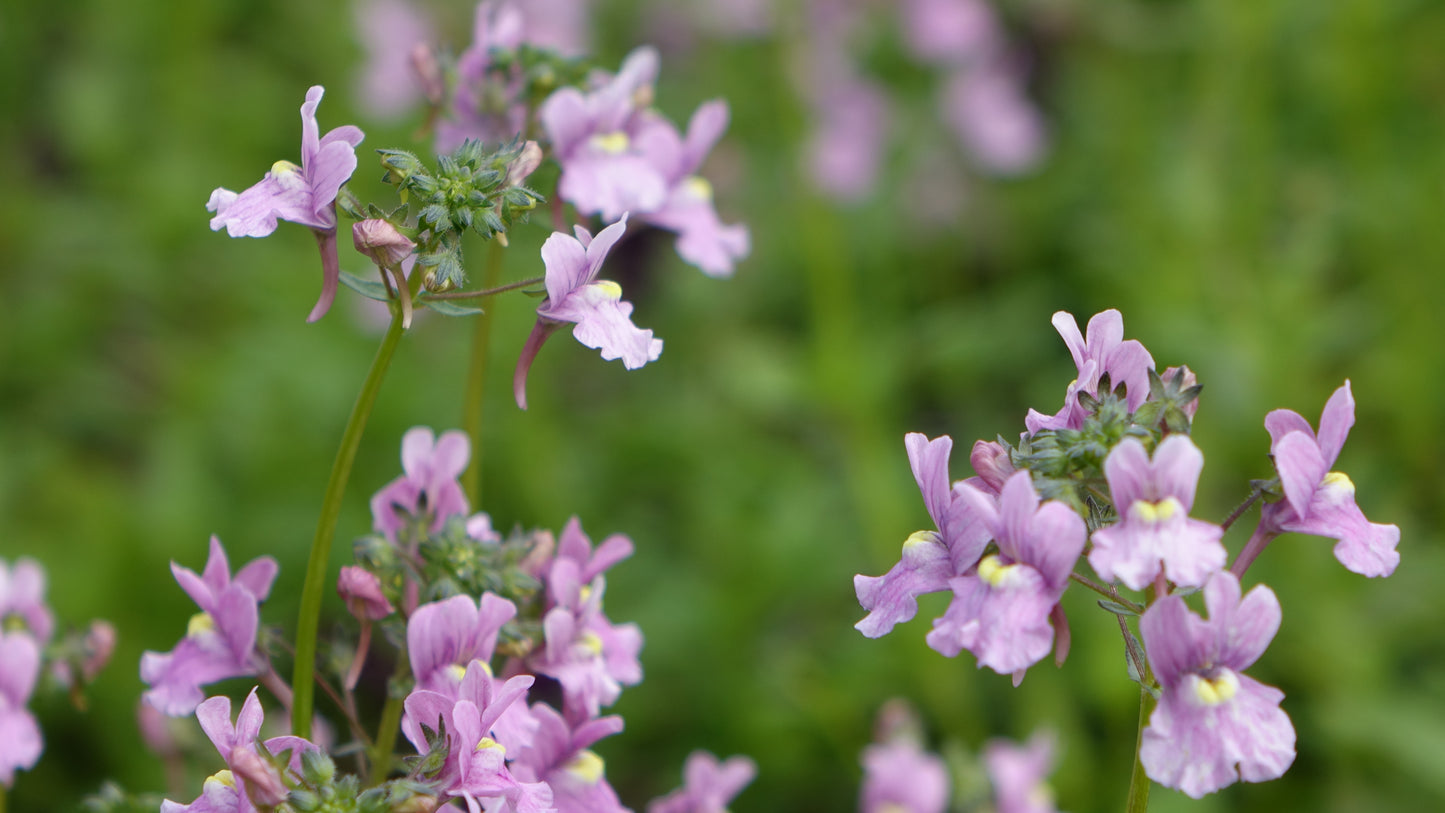 Nemesia denticulata 'Confetti