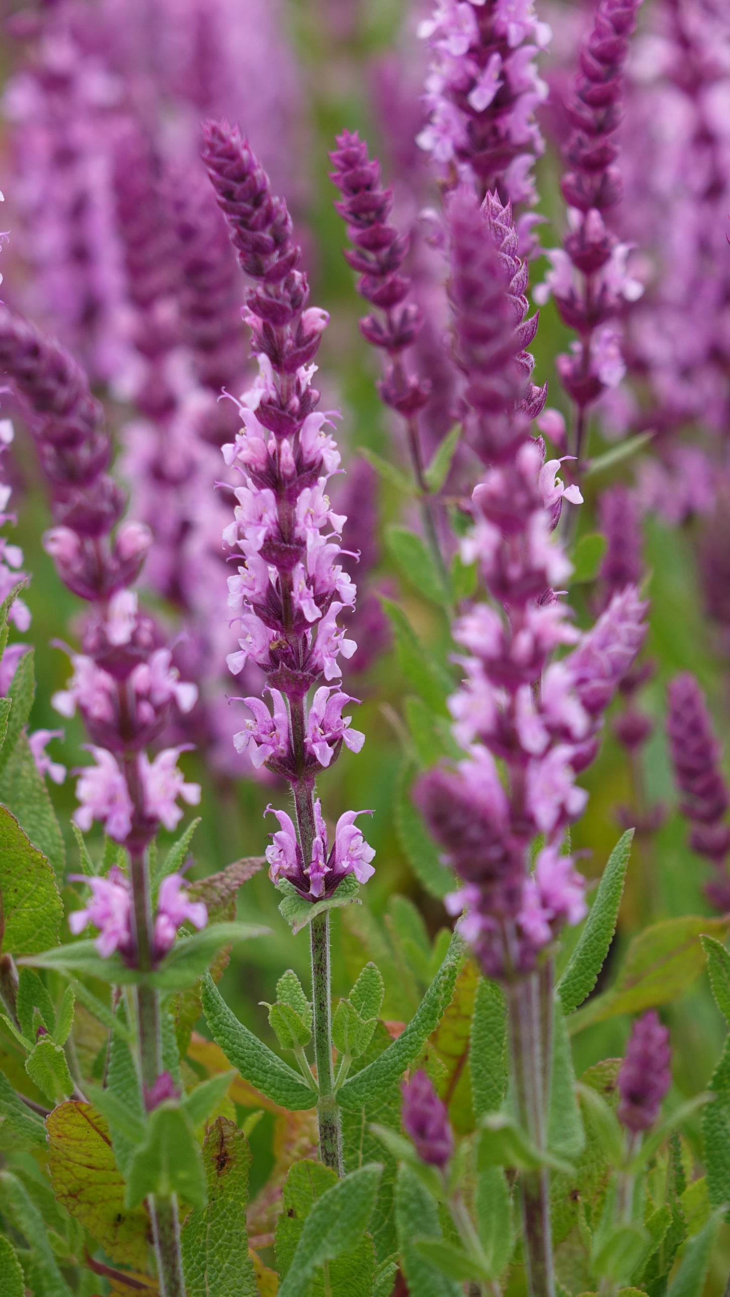 Salvia 'Sensation Pink'