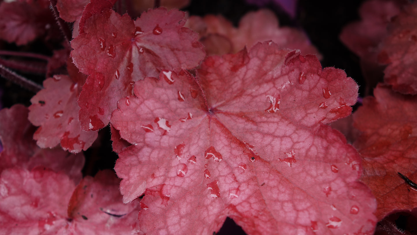 Heuchera ‘Fire Chief’