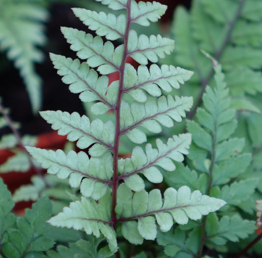 Athyrium otophorum 'Okanum'