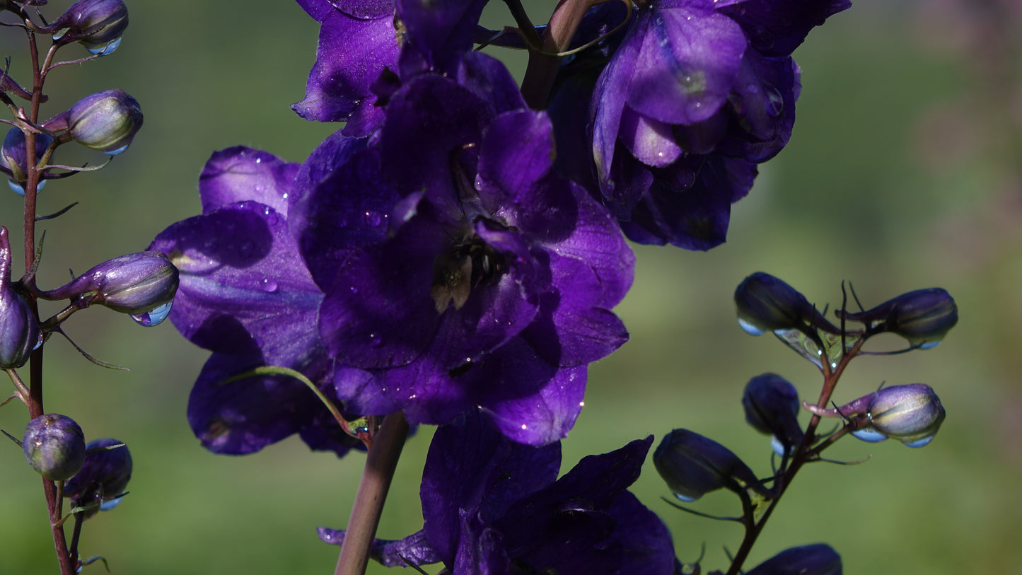 Delphinium 'Black Knight'