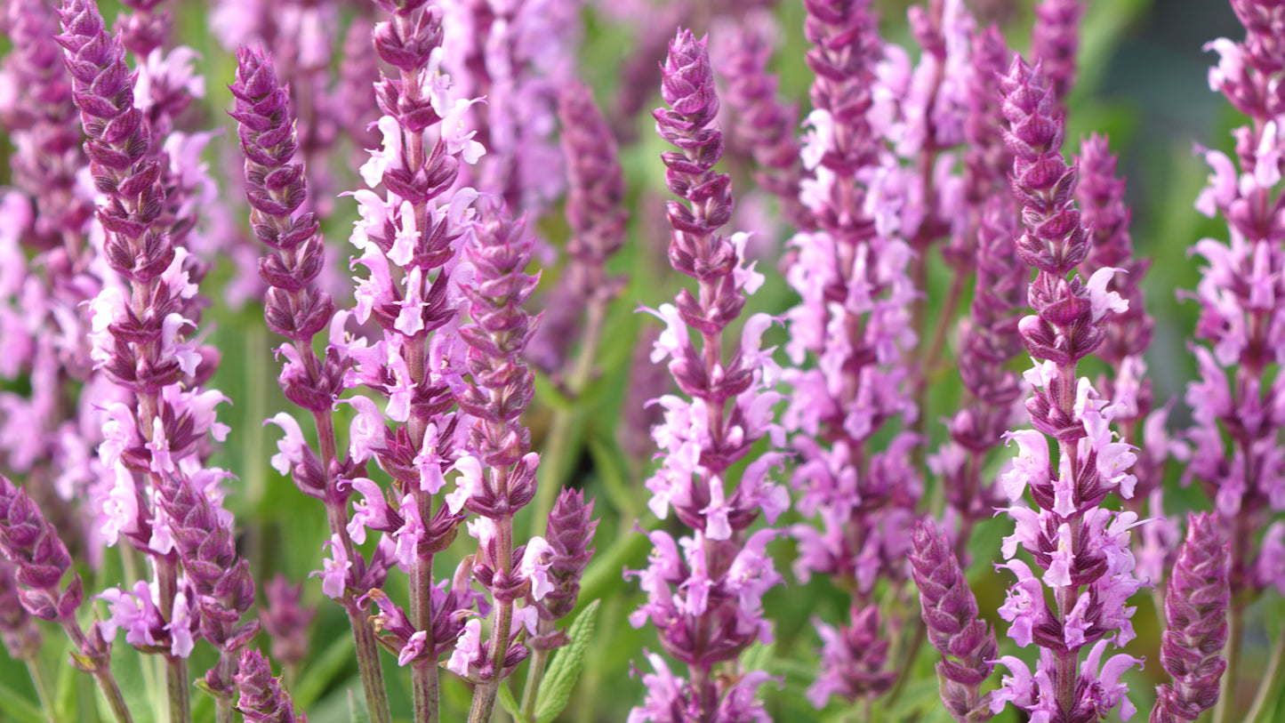 Salvia 'Sensation Pink'