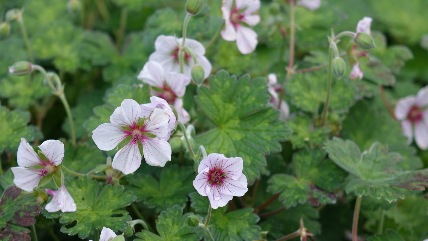 Geranium 
'Coombland’
White