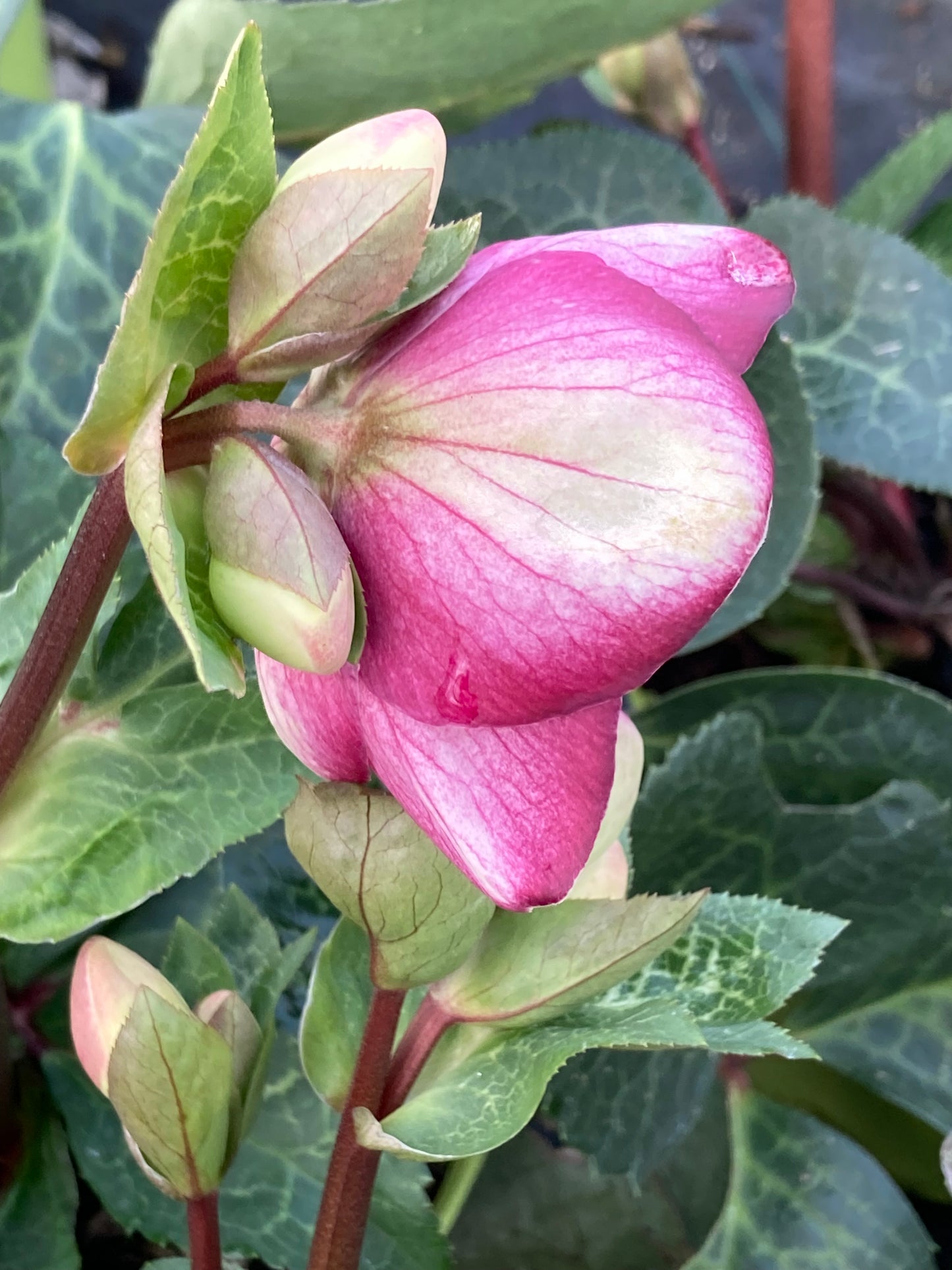 Helleborus Frostkiss ‘Glenda’s Gloss’