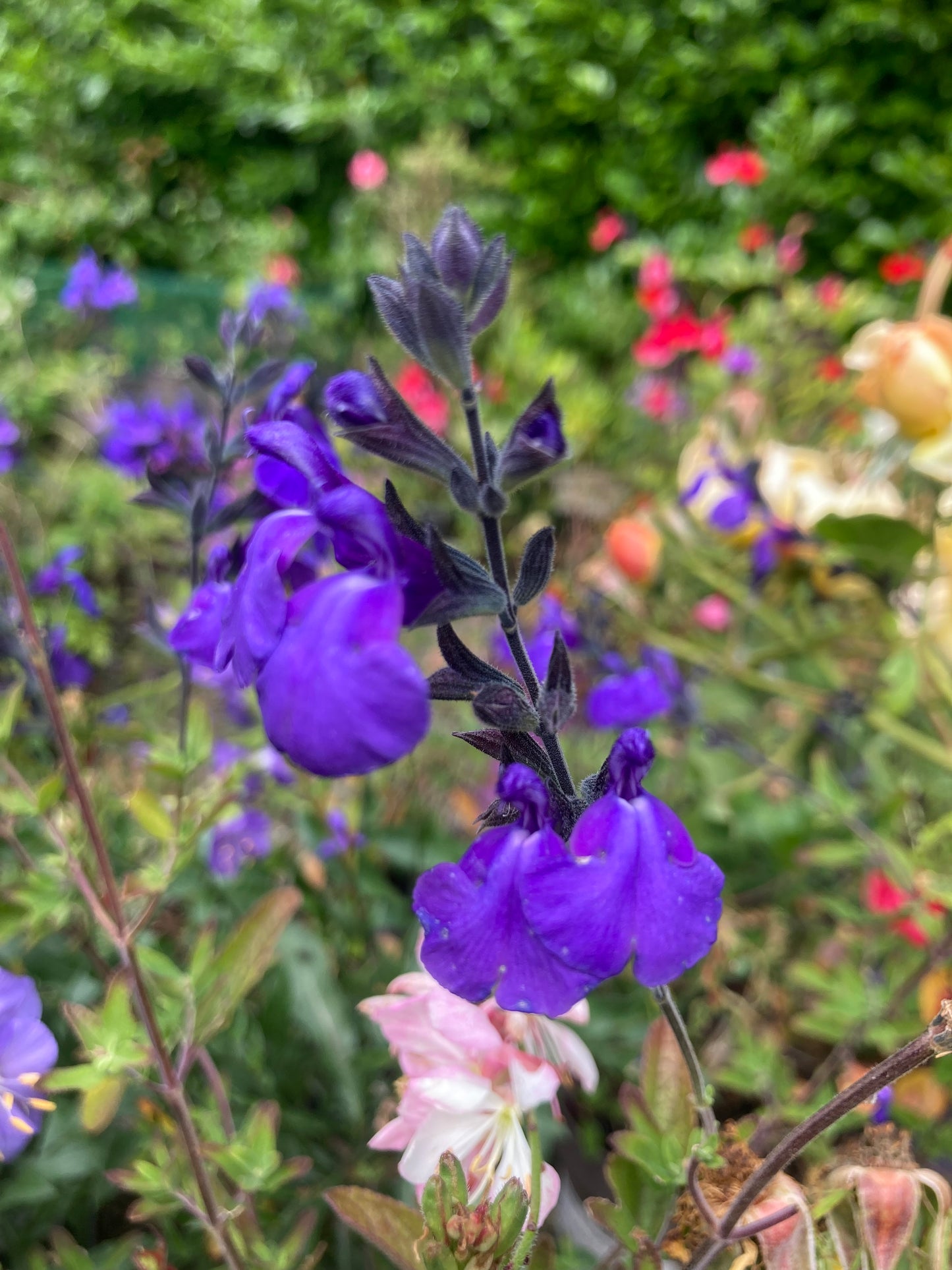 Salvia 'Delice Feline'