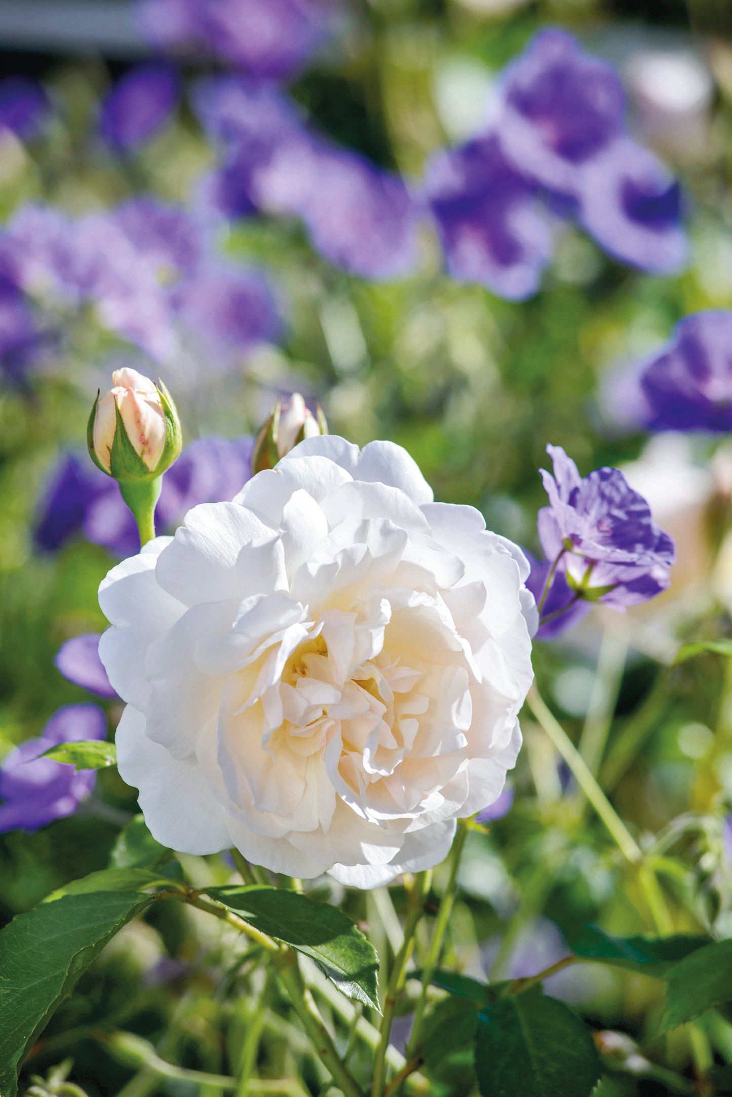 Rosa 'Lichfield Angle' (Ausrelate) David Austin Rose