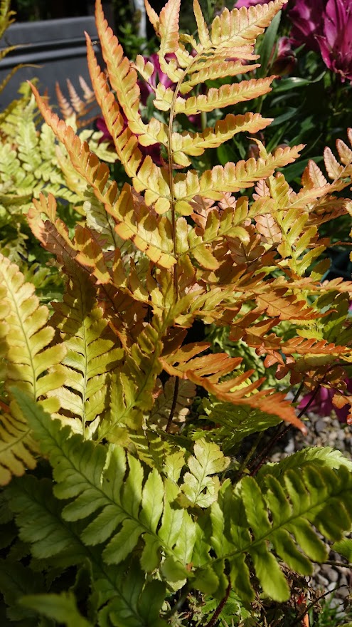 Dryopteris erythrosora