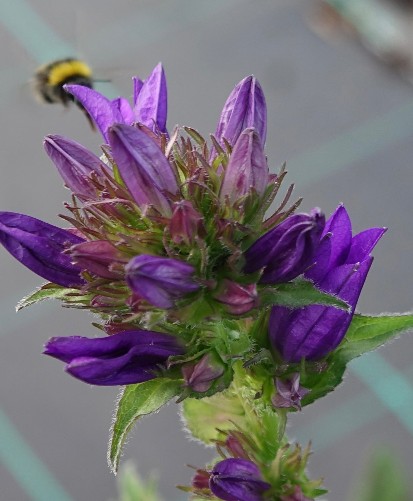 Campanula glom. 'Superba'