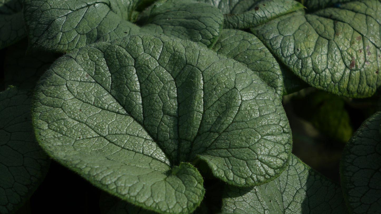 Brunnera 'Looking Glass'