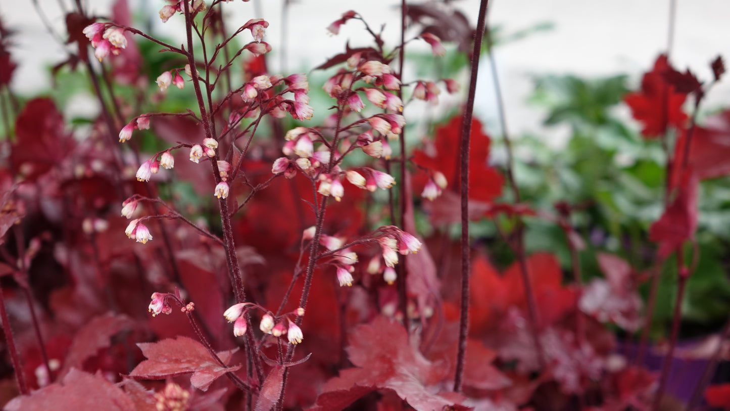 Heuchera ‘Fire Chief’