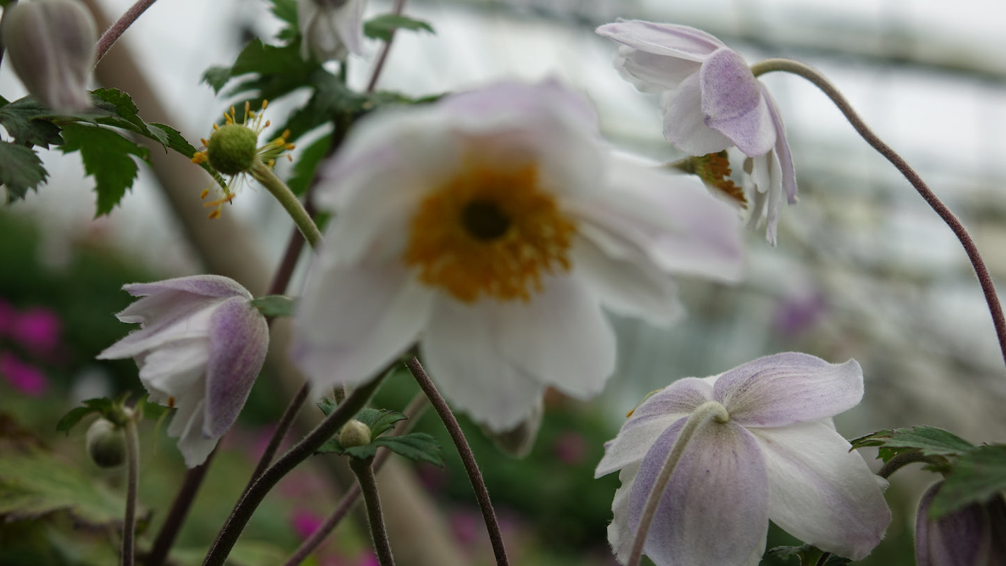 Anemone 'Ruffled Swan'