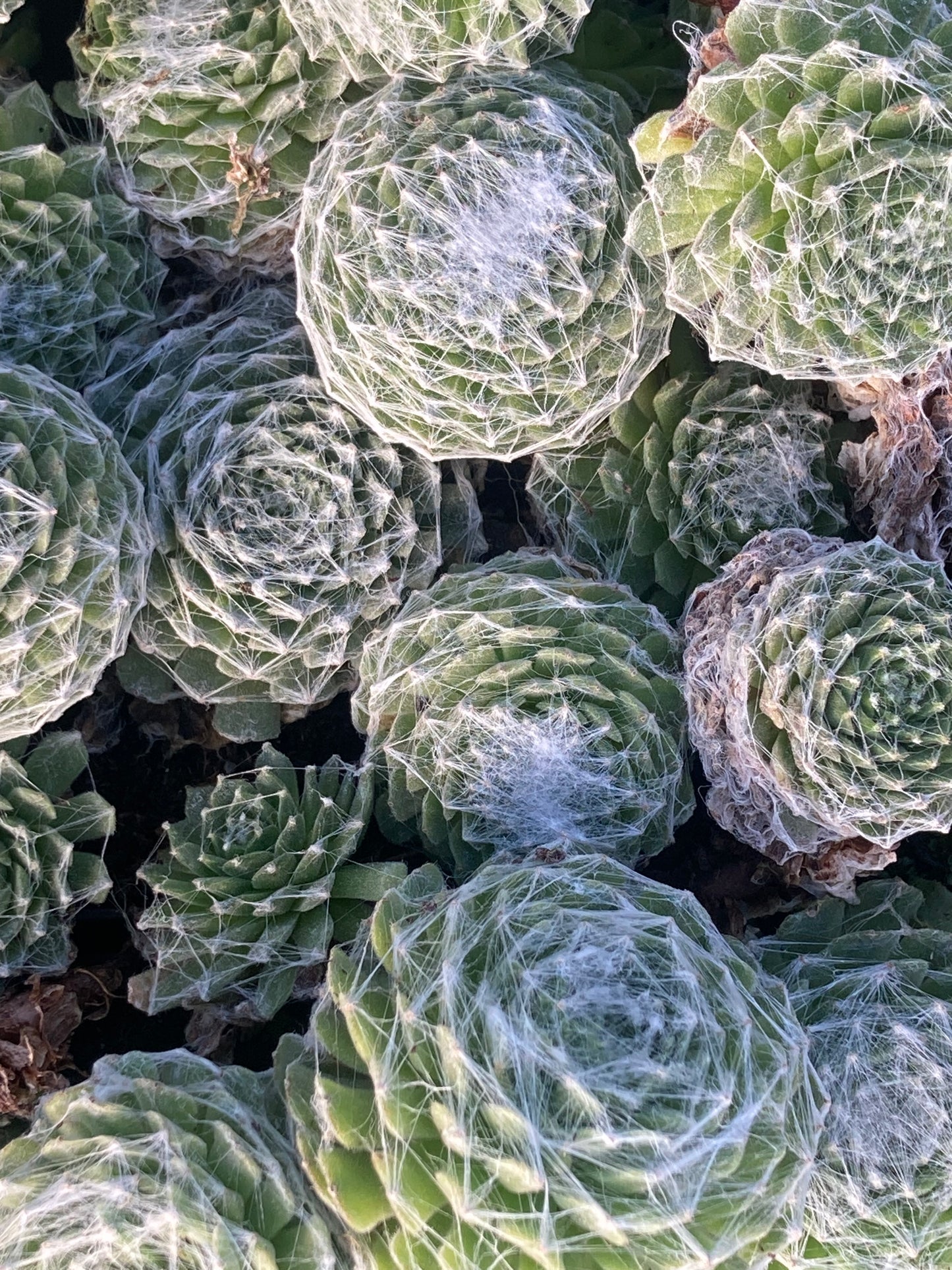 Sempervivum ar. Tomentosum