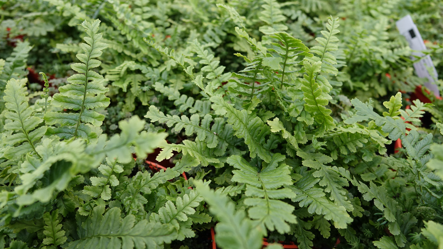 Dryopteris f.m 'Crispa Cristata'