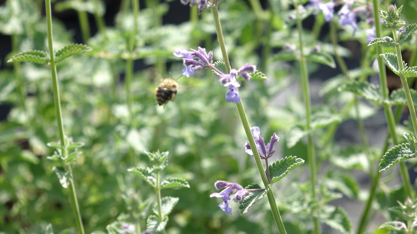 Nepeta ‘Six Hills Giants’