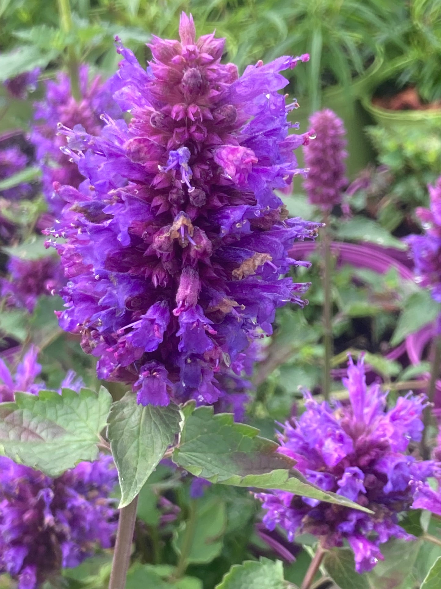 Agastache ‘Blue Boa’