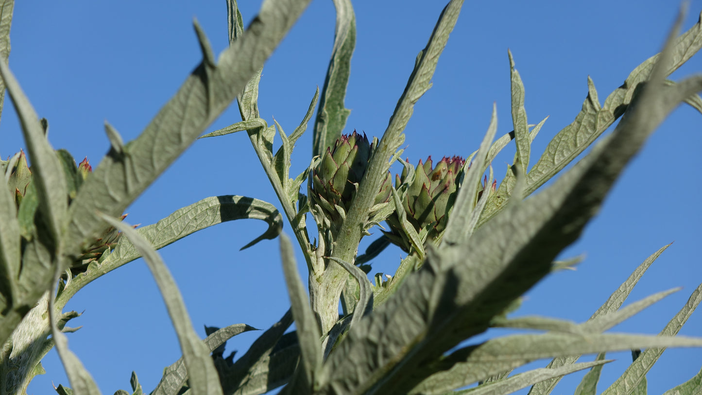 Cynara cardunculus