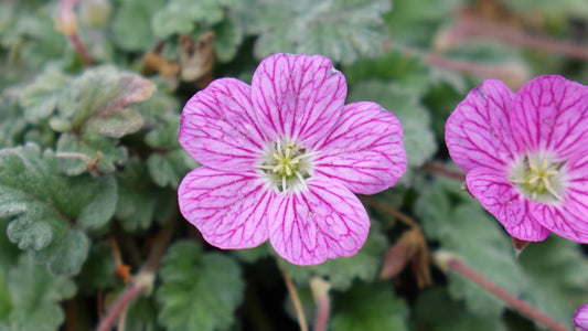 Erodium 'Bishops Form'